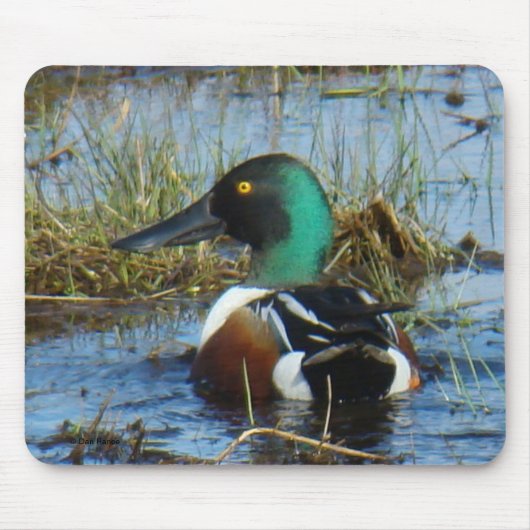 B25 Northern Shoveler Drake Mousepad (Vorne)