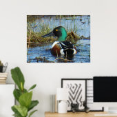 B25 Northern Shoveler Drake Poster (Heimbüro)