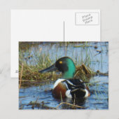 B25 Northern Shoveler Drake Postkarte (Vorne/Hinten)