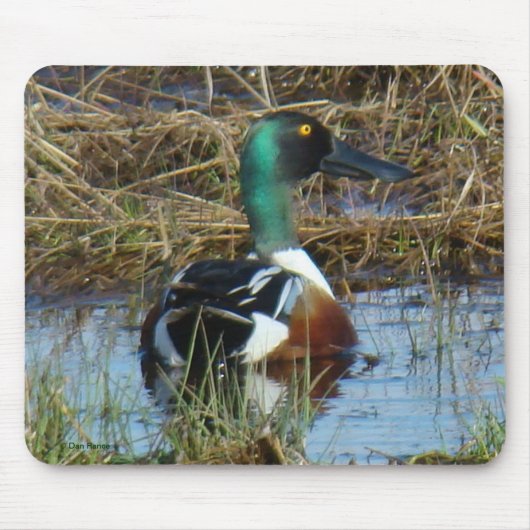 B26 Northern Shoveler Drake Mousepad (Vorne)