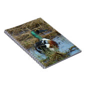 B26 Northern Shoveler Drake Notizblock (Rechte Seite)