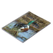 B26 Northern Shoveler Drake Notizblock (Linke Seite)
