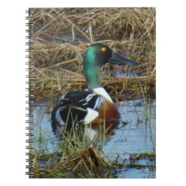 B26 Northern Shoveler Drake Notizblock