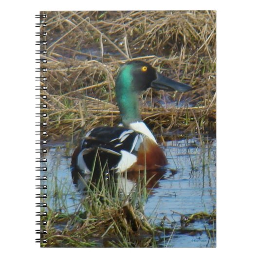 B26 Northern Shoveler Drake Notizblock (Vorderseite)