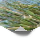 B26 Northern Shoveler Drake Poster (Ecke)