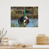 B26 Northern Shoveler Drake Poster (Küche)