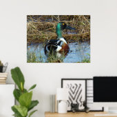 B26 Northern Shoveler Drake Poster (Heimbüro)