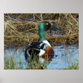 B26 Northern Shoveler Drake Poster
