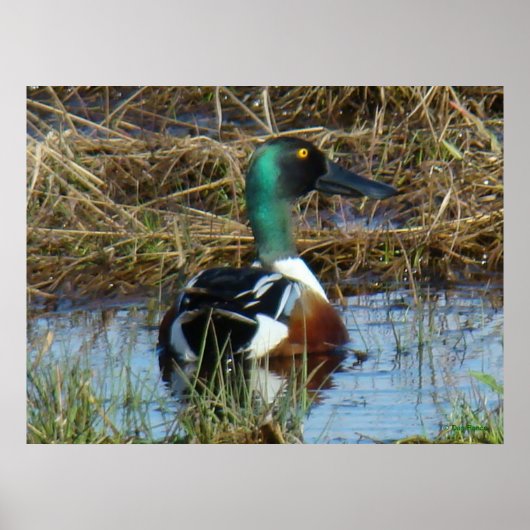 B26 Northern Shoveler Drake Poster (Vorne)
