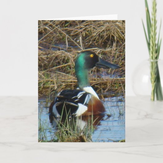 B26 Northern Shoveler Duck Karte (Vorderseite)