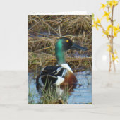 B26 Northern Shoveler Duck Karte (Gelbe Blume)