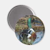 B26 Northern Shoveler Magnet (Vorderseite/Rückseite)