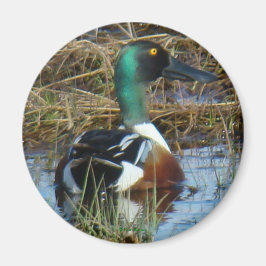 B26 Northern Shoveler Magnet