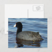 B27 Blässralle Postkarte (Vorne/Hinten)