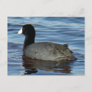 B27 Blässralle Postkarte