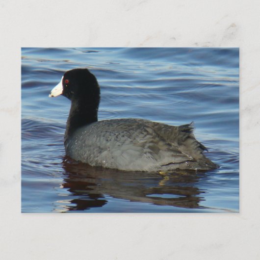 B27 Blässralle Postkarte (Vorderseite)