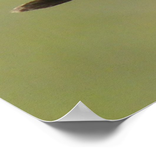 B2 Commom Nighthawk Poster (Ecke)