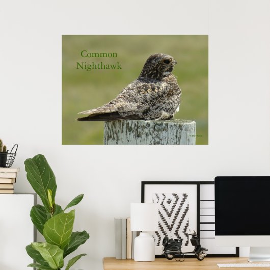 B2 Commom Nighthawk Poster (Heimbüro)