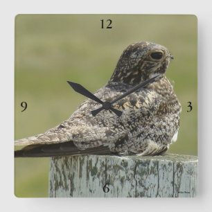 B2 Common Nighthawk Quadratische Wanduhr