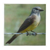 B31 Western Kingbird Fliese (Vorderseite)