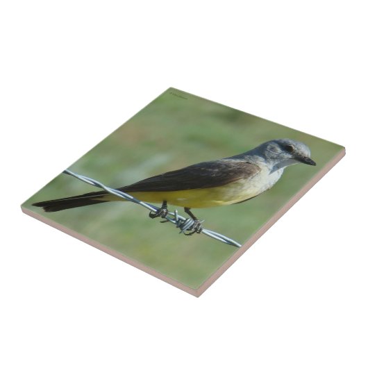 B31 Western Kingbird Fliese (Seite)