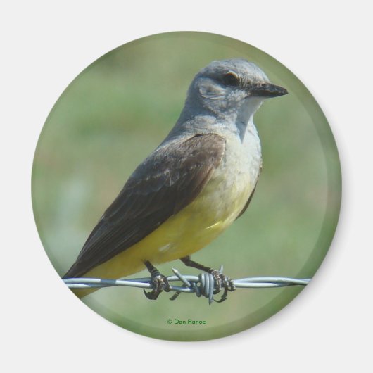 B31 Western Kingbird Magnet (Vorne)