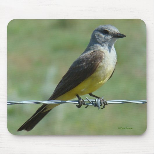 B31 Western Kingbird Mousepad (Vorne)