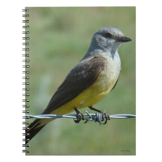 B31 Western Kingbird Notizblock (Vorderseite)