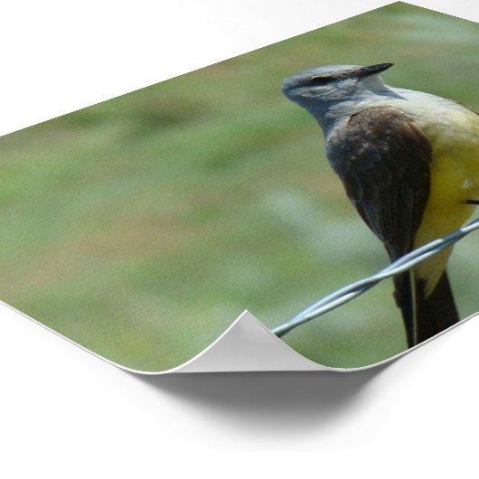 B31 Western Kingbird Poster (Ecke)