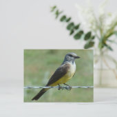 B31 Western Kingbird Postkarte (Stehend Vorderseite)