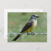 B31 Western Kingbird Postkarte (Vorne/Hinten)