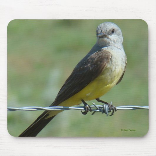 B32 Western Kingbird Mousepad (Vorne)