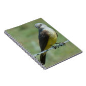 B32 Western Kingbird Notizblock (Rechte Seite)