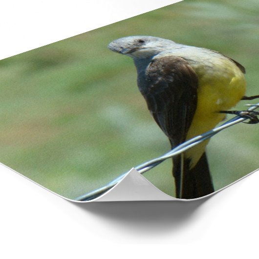 B32 Western Kingbird Poster (Ecke)