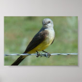 B32 Western Kingbird Poster (Vorne)