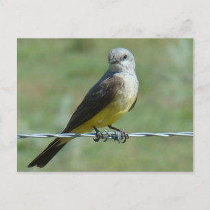 B32 Western Kingbird Postkarte
