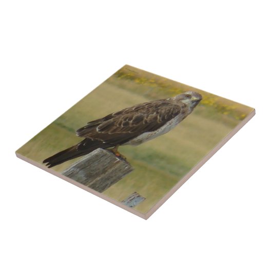 B33 Swainsons Falke Fliese (Seite)