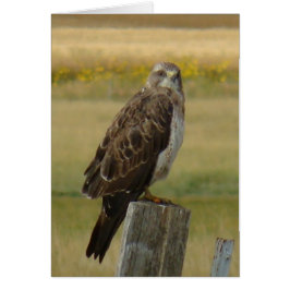 B33 Swainson's Hawk