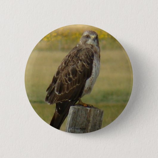 B33 Swainson's Hawk Button (Vorderseite)