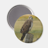 B33 Swainson's Hawk Magnet (Vorderseite/Rückseite)