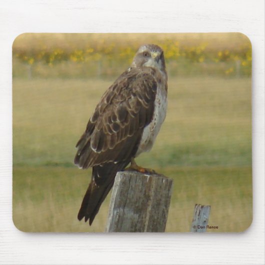 B33 Swainson's Hawk Mousepad (Vorne)