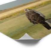 B33 Swainson's Hawk Poster (Ecke)