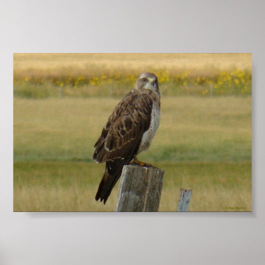 B33 Swainson's Hawk Poster (Vorne)