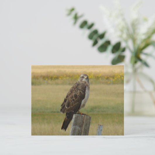 B33 Swainson's Hawk Postkarte (Stehend Vorderseite)