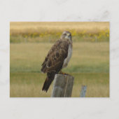 B33 Swainson's Hawk Postkarte (Vorderseite)