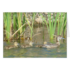 B34 Mutterente und Entenlings