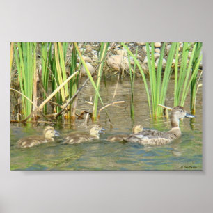 B34 Mutterente und Entenlings Poster