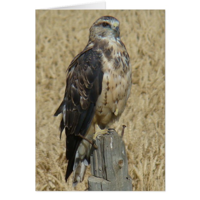 B35 Ferruginous Hawk (Vorne)