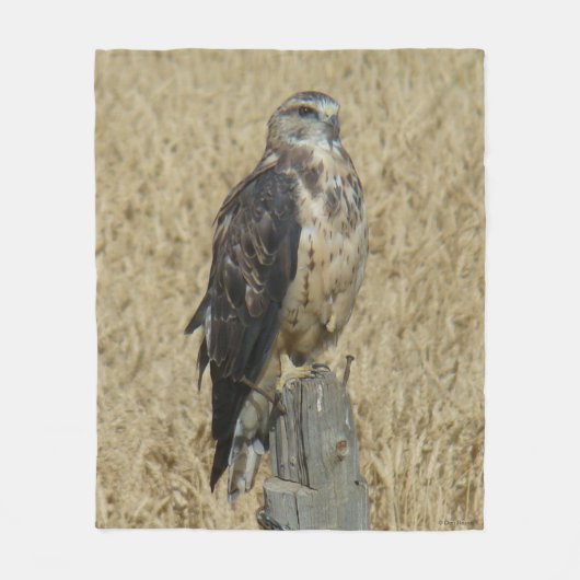 B35 Ferruginous Hawk im Weizenfeld Fleecedecke (Vorderseite)