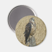 B35 Ferruginous Hawk im Weizenfeld Magnet (Vorderseite/Rückseite)